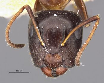 Media type: image;   Entomology 21545 Aspect: head frontal view